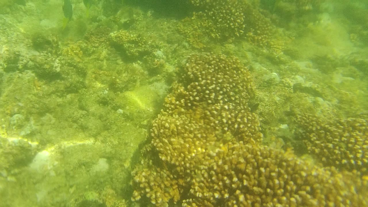 Large coral cluster over shallow rocky reef