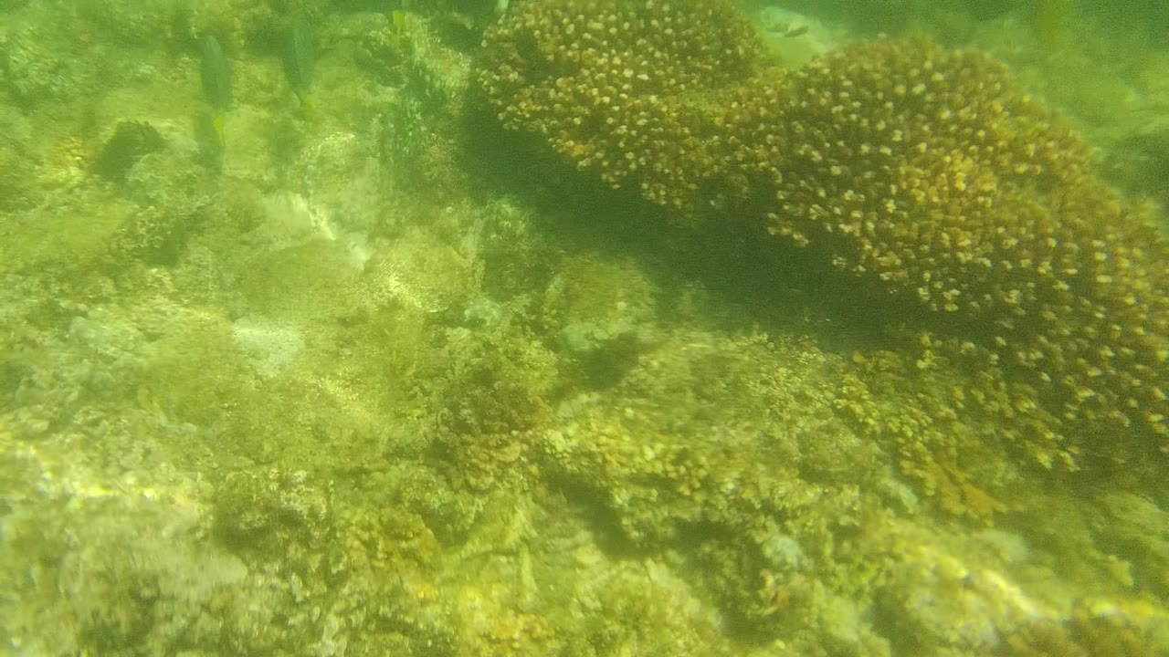 Cabo Pulmo reef frame with several yellow-brown coral heads separated by pale rocky bottom and green underwater haze, no visible people.