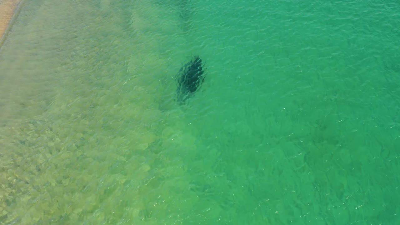 Dark shape in clear green-blue ocean water beside sandy shallows.