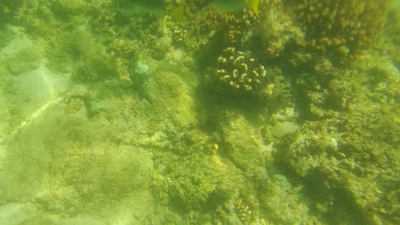 At the start of the Cabo Pulmo underwater clip, dark fish pass above yellow-green coral heads and pale reef rock, with no visible people.