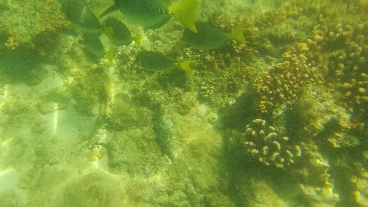 Dark fish swimming over coral clusters and shallow reef rock