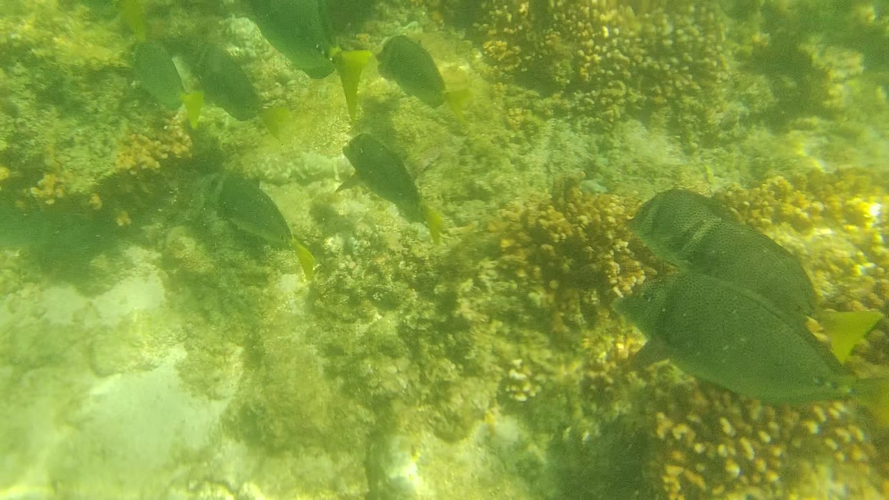 At 0:02, fish silhouettes cross the upper part of the frame while scattered yellow-green coral and pale rock fill the Cabo Pulmo reef below, with no visible people.
