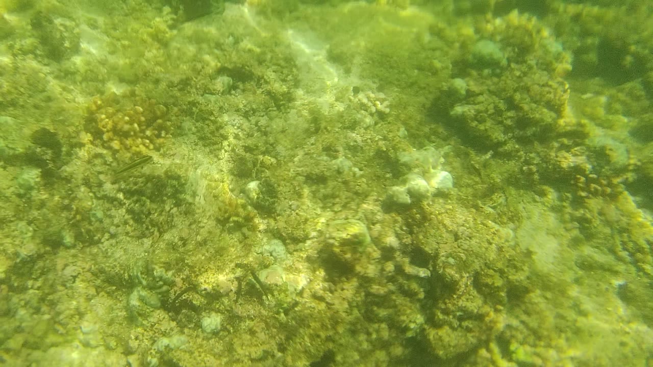 Shallow coral and rock patches sit over a sandy seabed in Cabo Pulmo, Baja California Sur, with green-tinted water and no visible people.