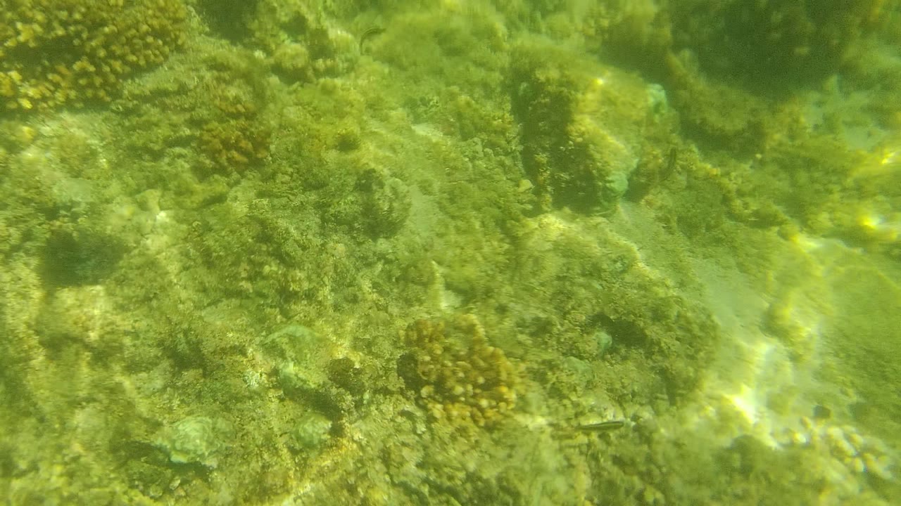 Coral clusters over pale sand with wavering underwater light.