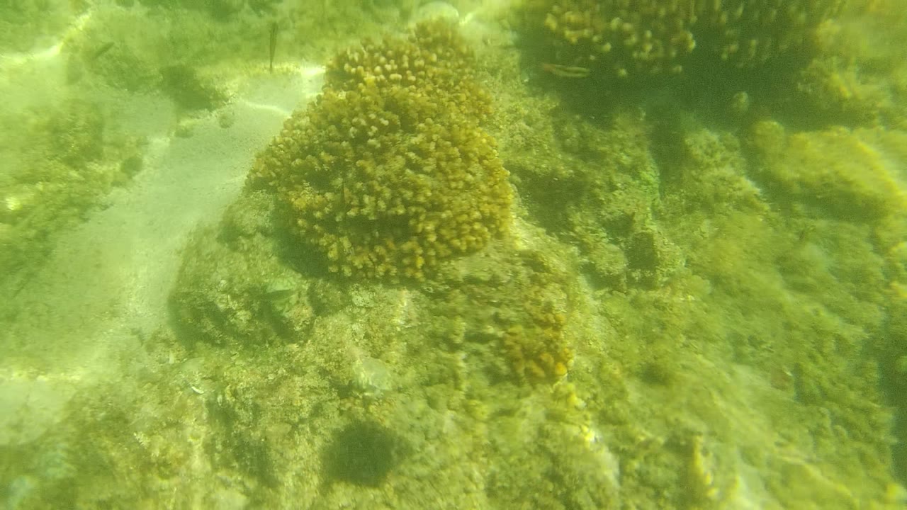 A rounded coral head appears near sandy channels on the Cabo Pulmo seabed, with bright caustic light streaks and no visible people.