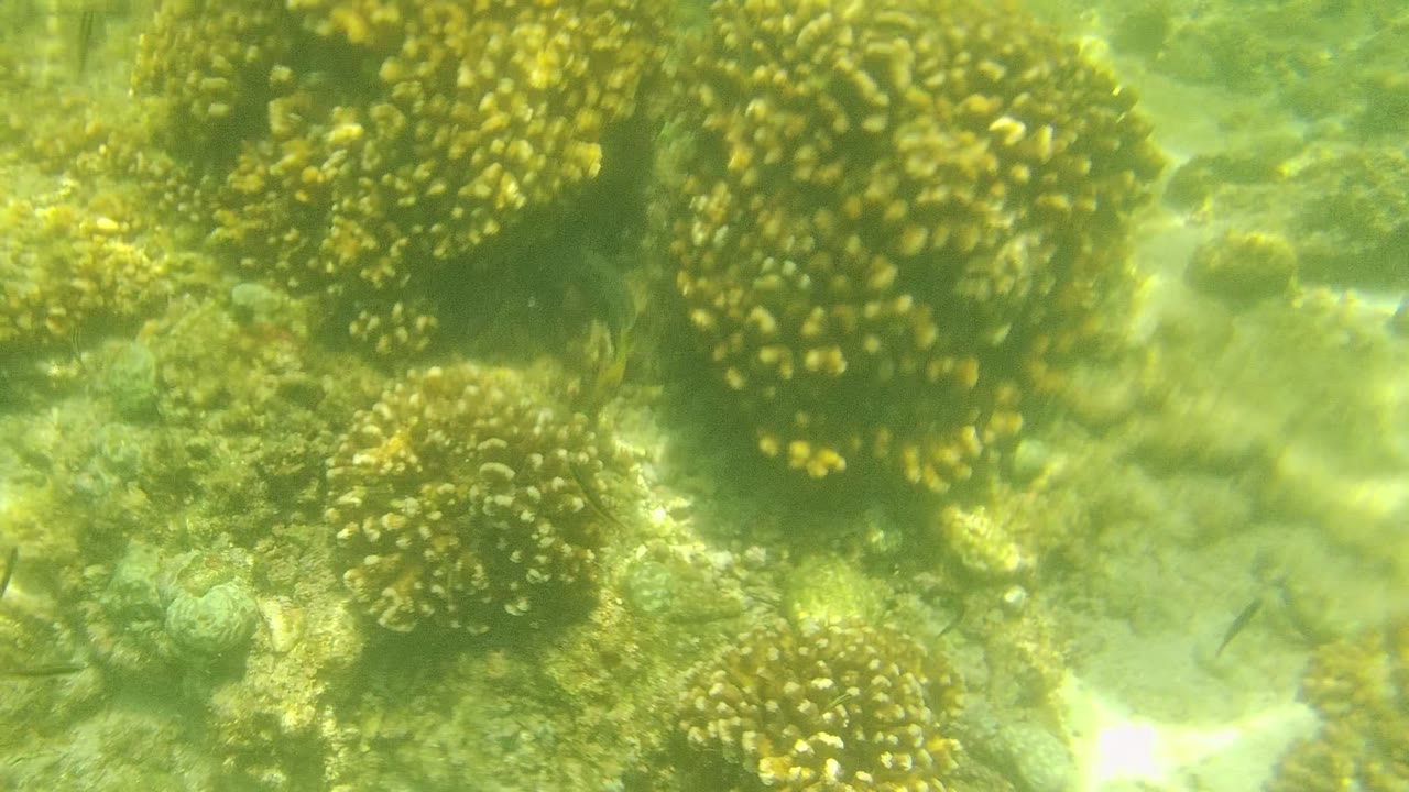 First frame of a Cabo Pulmo underwater reef view with green-yellow coral heads, algae-covered rock, filtered sunlight, and no visible people.