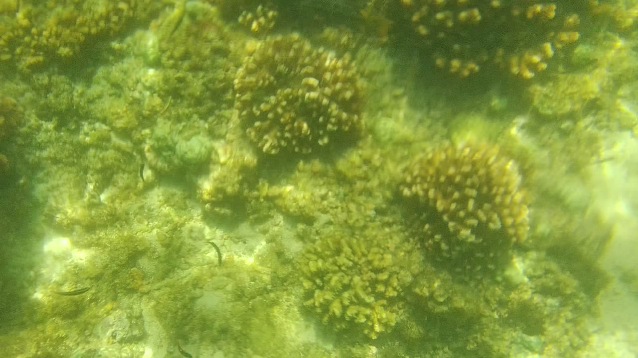Coral clusters and reef bottom under green water
