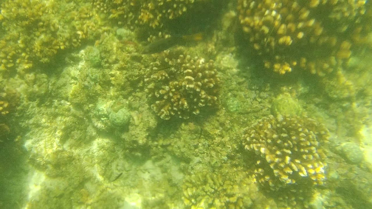 Mid-clip Cabo Pulmo underwater frame showing denser yellow-green coral heads, soft water haze, algae strands, and no visible people.