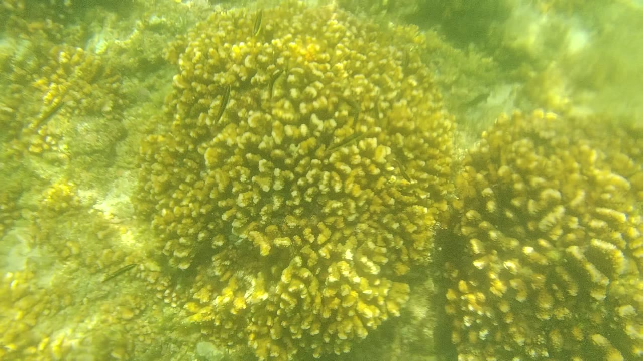 Opening frame of a Cabo Pulmo underwater reef with yellow-brown coral heads, green filtered water, sandy seabed patches, small fish, and no visible people.