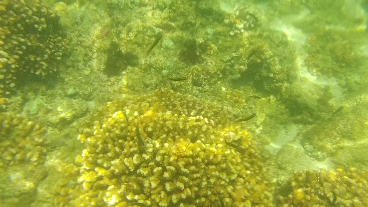 Coral formations and small fish over a green seabed.