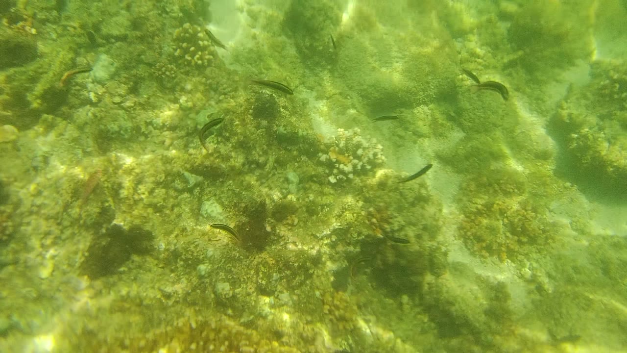A central coral mound in Cabo Pulmo fills the lower frame while small fish cross the green water above the sandy ocean floor, with no visible people.