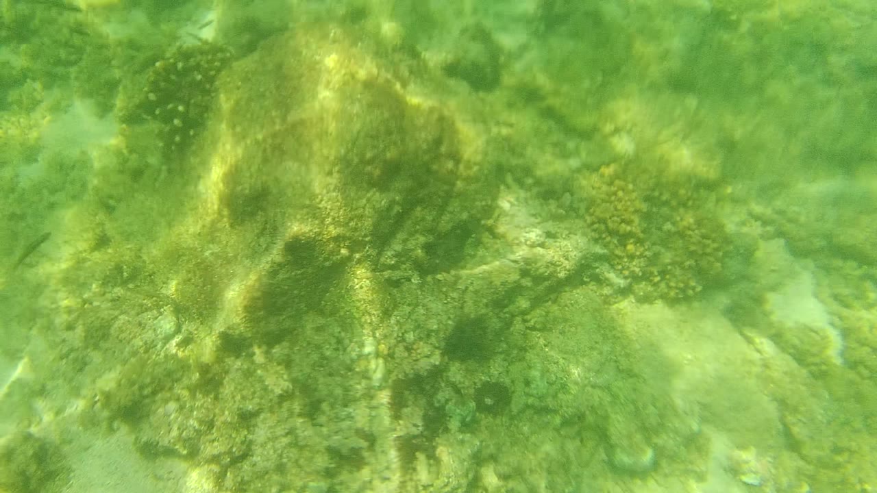 Mid-clip underwater reef detail in Cabo Pulmo shows larger coral-covered rocks, soft green water haze, sandy gaps, and no visible people.