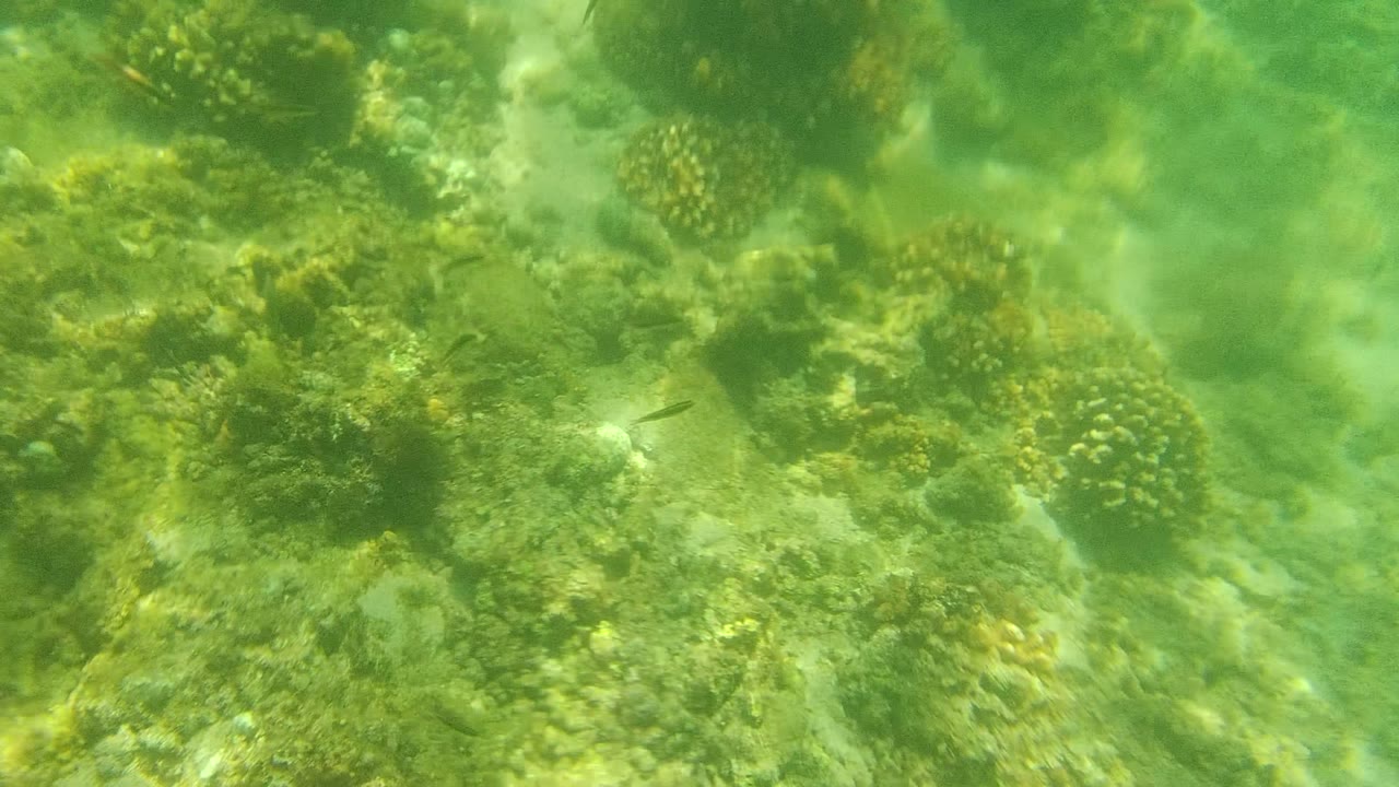 Early frame of a Cabo Pulmo shallow reef with scattered rounded coral heads, sandy patches, small fish, green water, and no visible people.