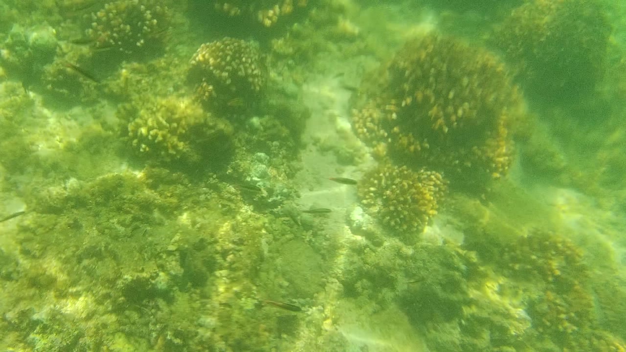 Coral formations and small fish over a sandy underwater floor.
