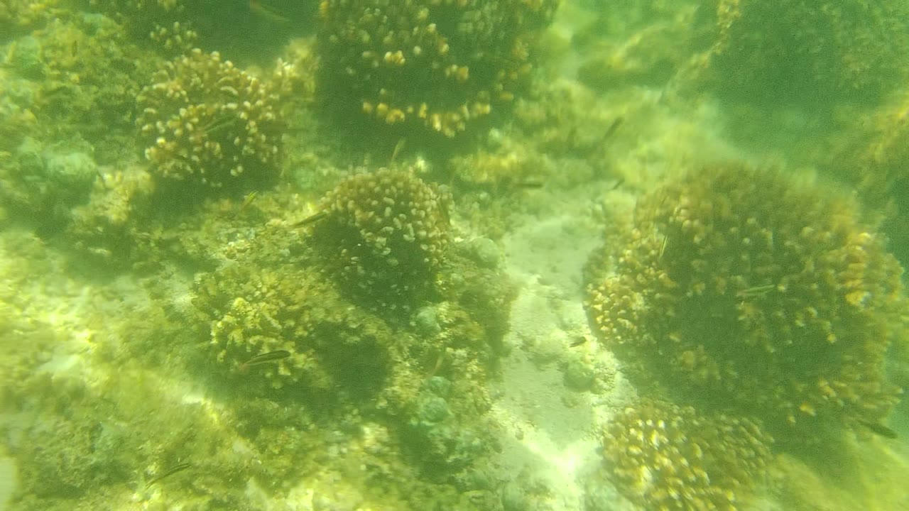 Mid-clip Cabo Pulmo underwater view with dense rounded coral clusters across the center, pale sand channels, tiny fish, and no visible people.