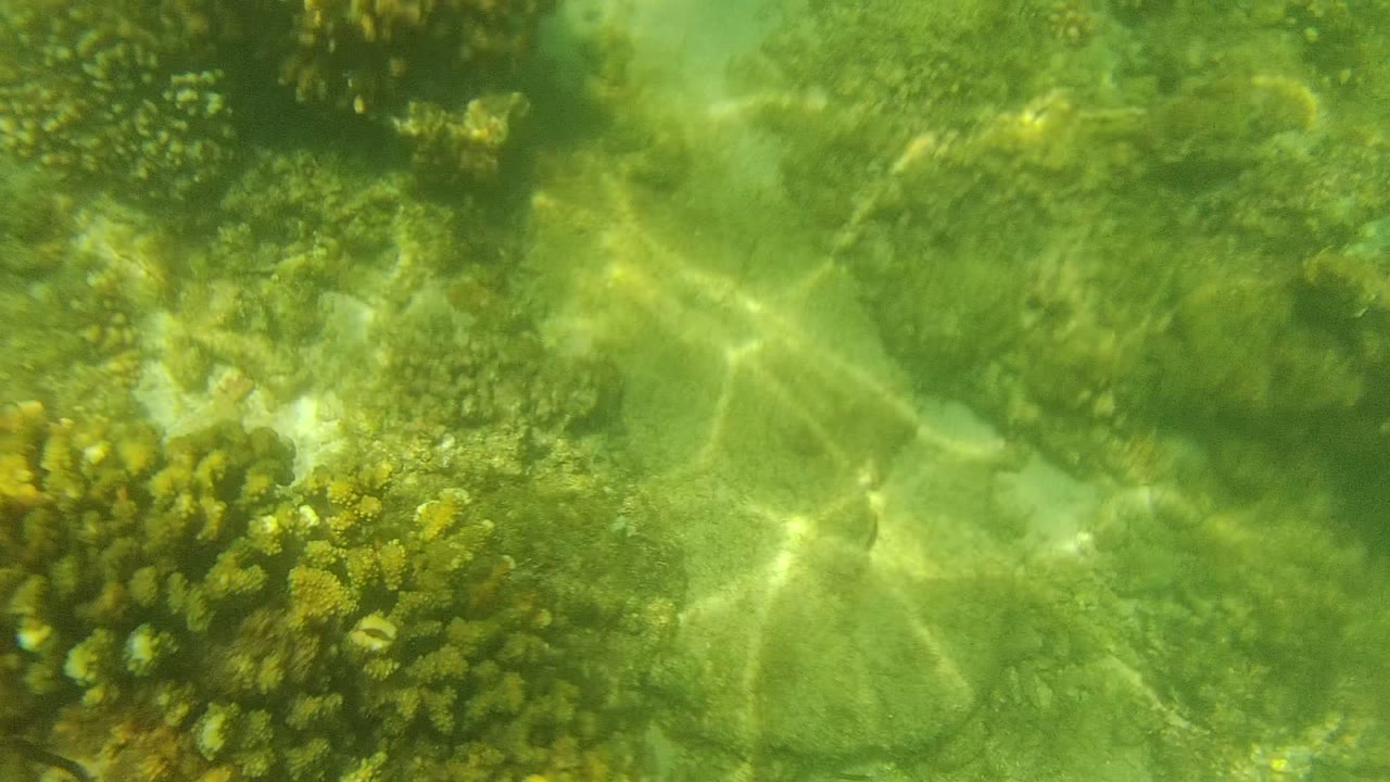 Opening underwater view of coral formations in Cabo Pulmo, Baja California Sur, with green water, bright surface reflections, and no visible people.