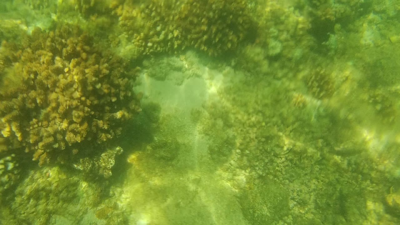 Dense coral head surrounded by green water and pale reef floor.