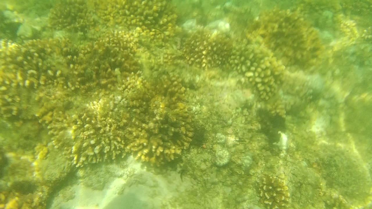 Underwater Cabo Pulmo reef view with a rounded coral cluster on the right, smaller coral forms behind it, wavering light, and no visible people.