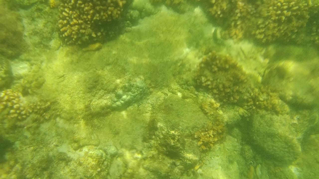 Shallow coral reef in Cabo Pulmo with yellow-green coral heads across a rocky seabed, green water haze, and no visible people.