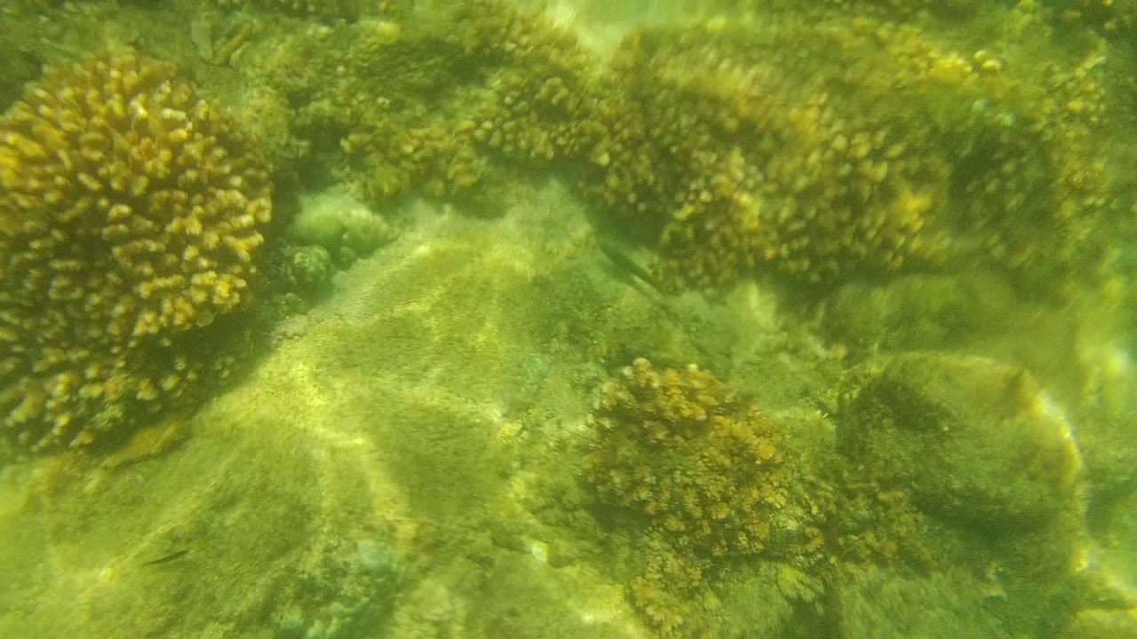 Coral heads and rocks under green-tinted clear water.