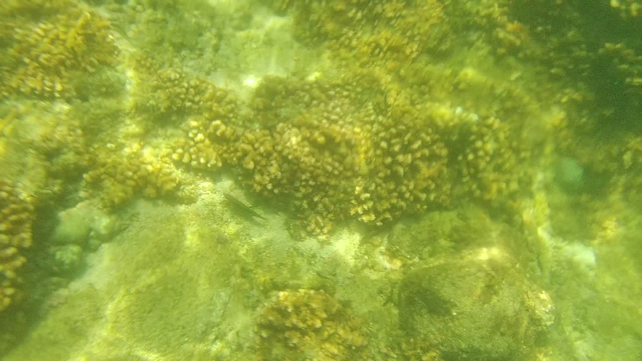 A shallow Cabo Pulmo coral patch fills the frame, with bright refracted sunlight crossing rocks and yellow-green coral, and no visible people.