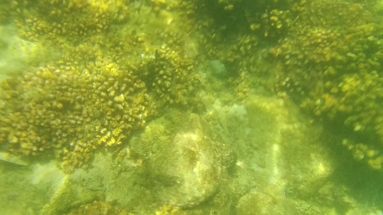 Large coral cluster in shallow green water over rocks.