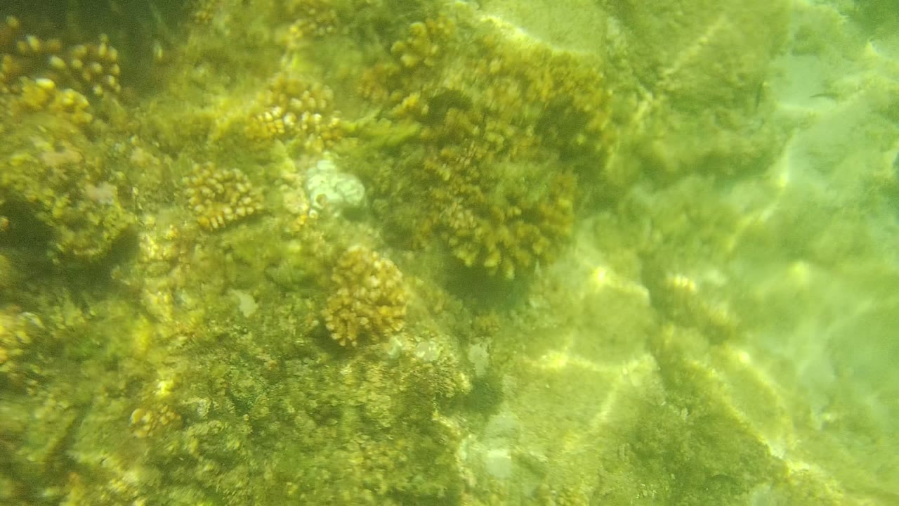 Opening frame of the Cabo Pulmo underwater reef view, showing yellow-green coral clusters across a pale rocky seabed with no visible people.