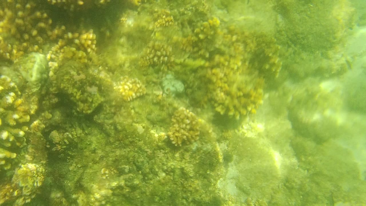 Coral heads under clear green water with bright rippled light on the seabed.