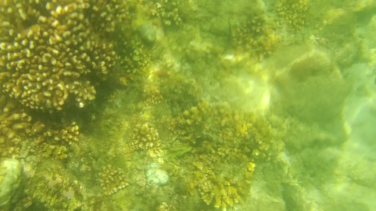 Mid-clip Cabo Pulmo underwater frame with a prominent coral cluster near the right side, smaller reef patches, and no visible people.