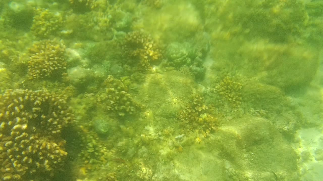 Underwater view in Cabo Pulmo, Mexico, with green water, yellow-brown coral clusters, pale reef rock, and no visible people.