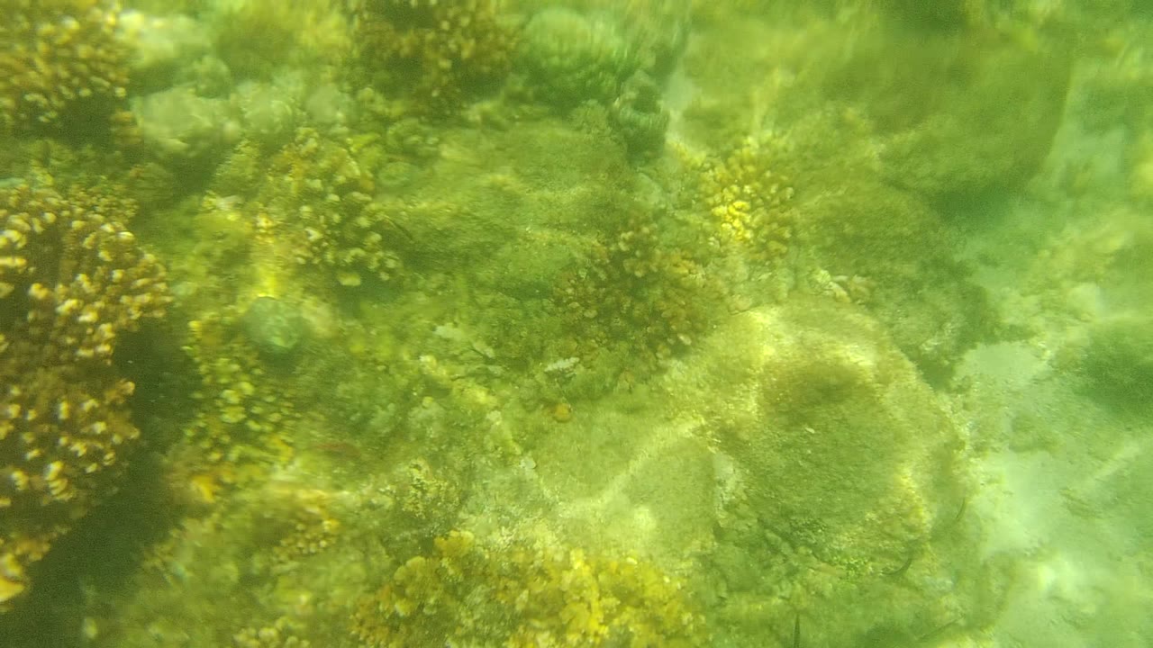 Coral heads under green water with bright sun ripples.