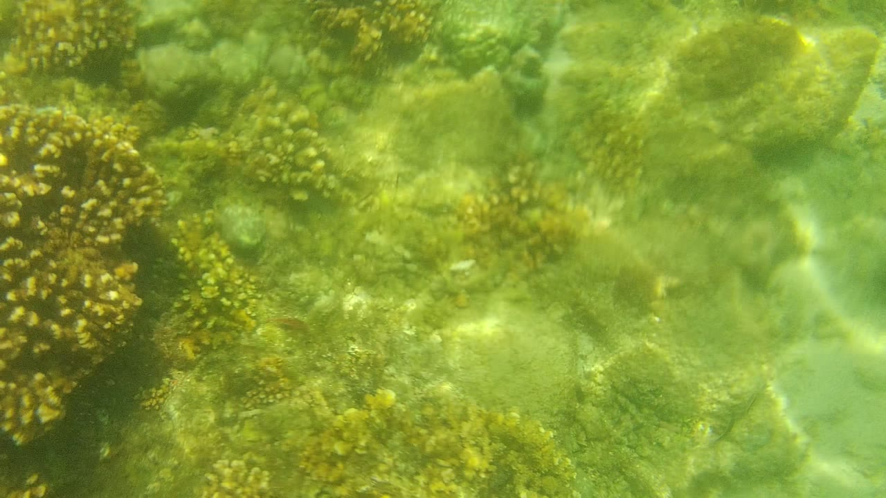 A larger yellow-brown coral formation sits near the center of a green underwater Cabo Pulmo reef view, with no visible people.