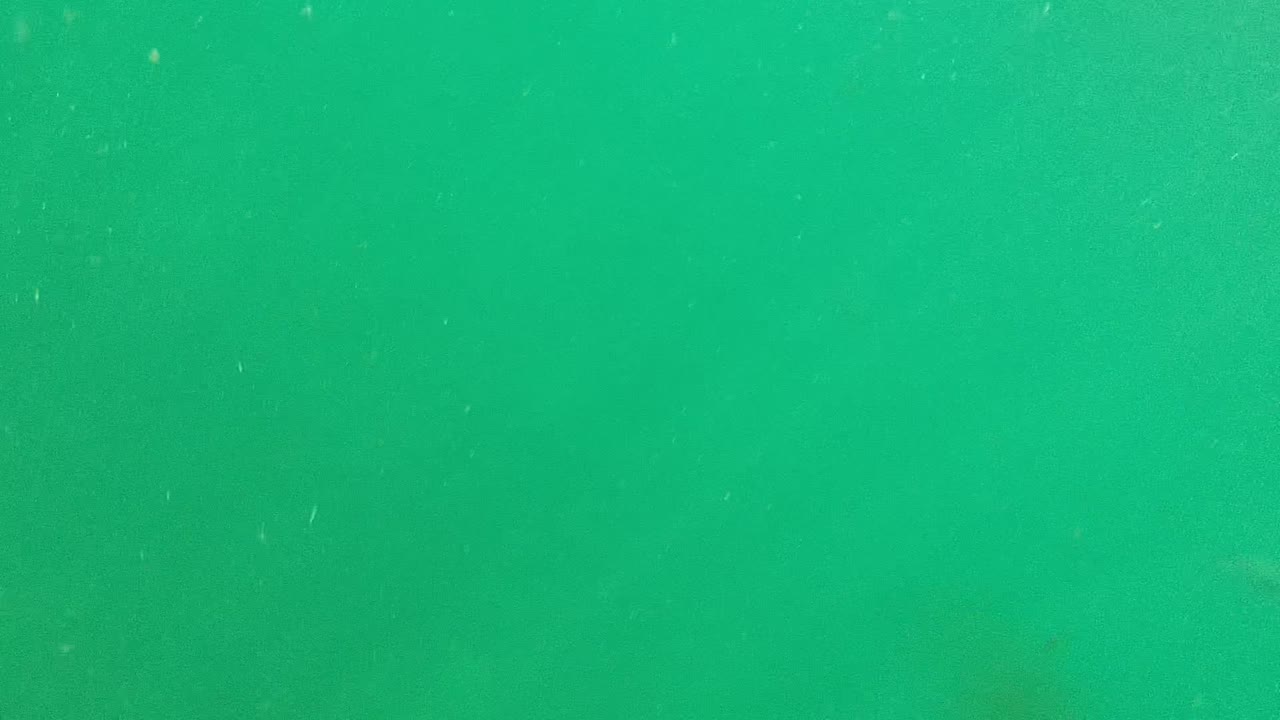 Greenish water filled with tiny drifting particles.