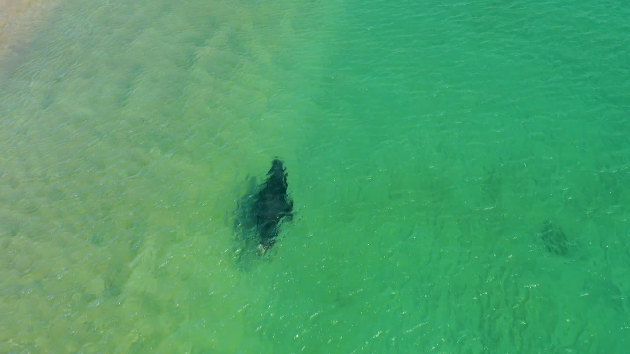 At 0:00, a dark seal is visible beneath clear turquoise water at Los Frailes Los Cabos, with sandy ocean floor on the left and no visible people.