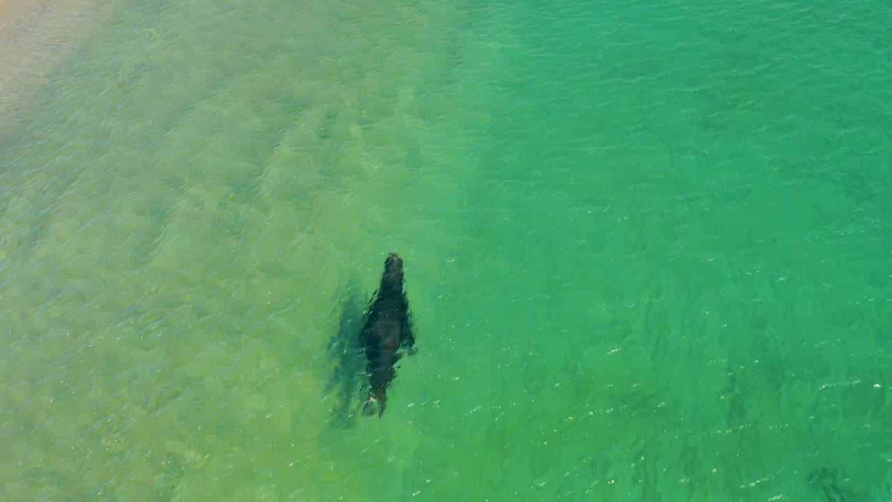 At 0:01, the seal is closer to the center of the overhead frame, surrounded by green-blue shallows and pale sand texture at Los Frailes Los Cabos, with no visible people.
