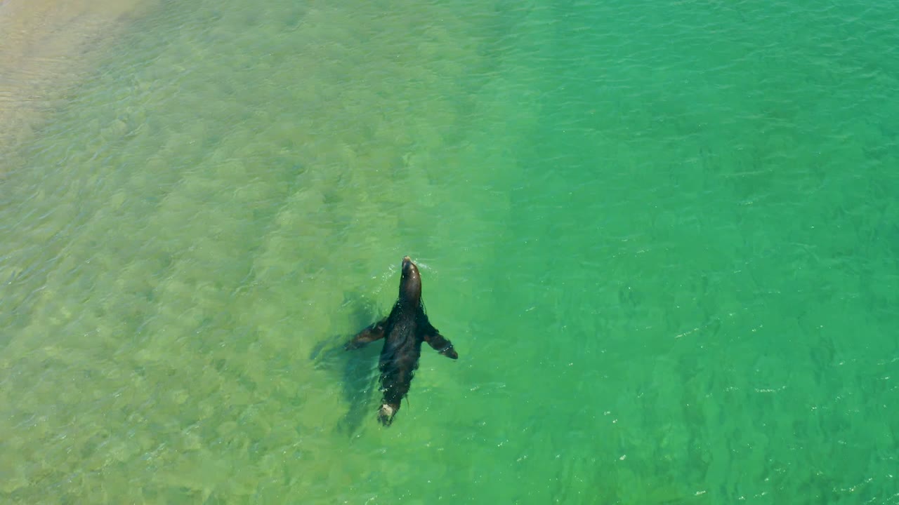 At 0:02, the seal appears nearer the surface with its dark body and flippers clearer against turquoise water at Los Frailes Los Cabos, and no visible people.