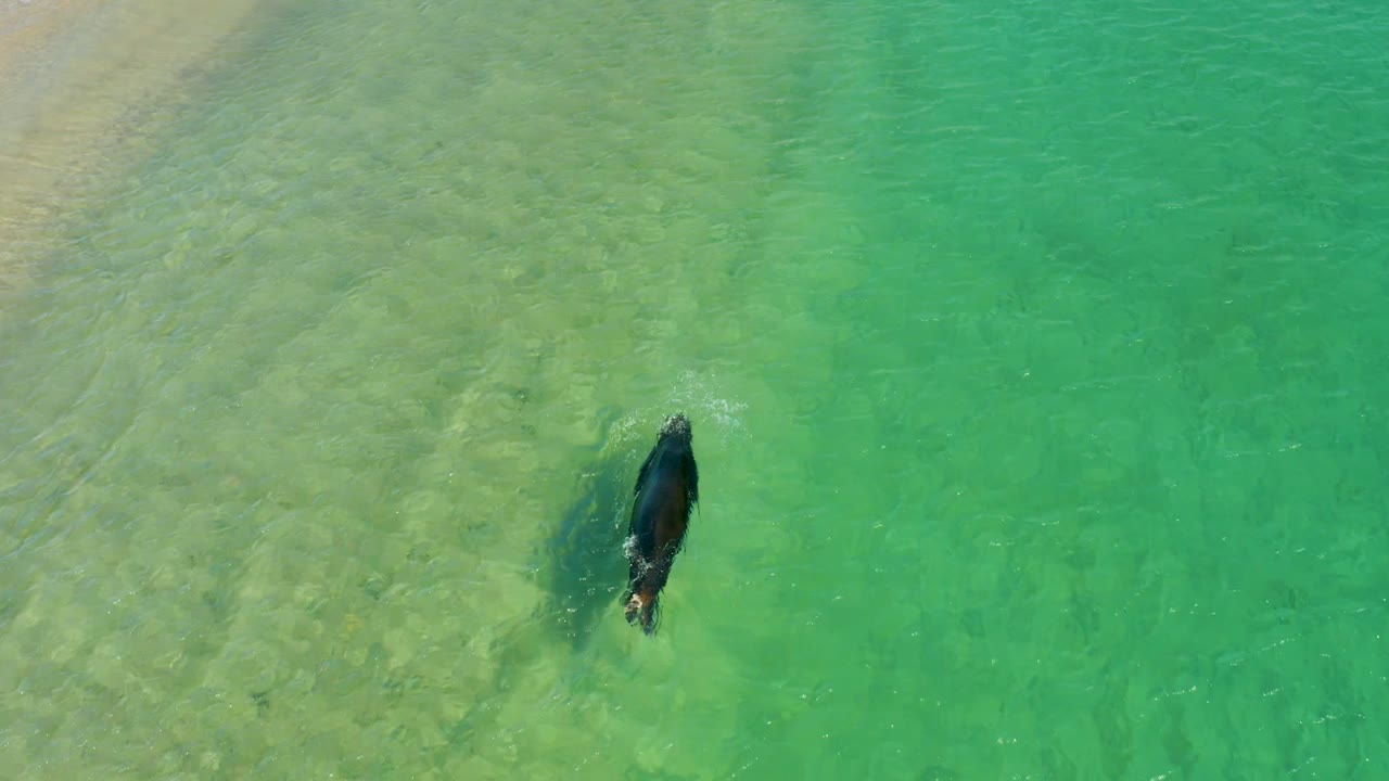 Seal swimming over pale sand in transparent coastal water.