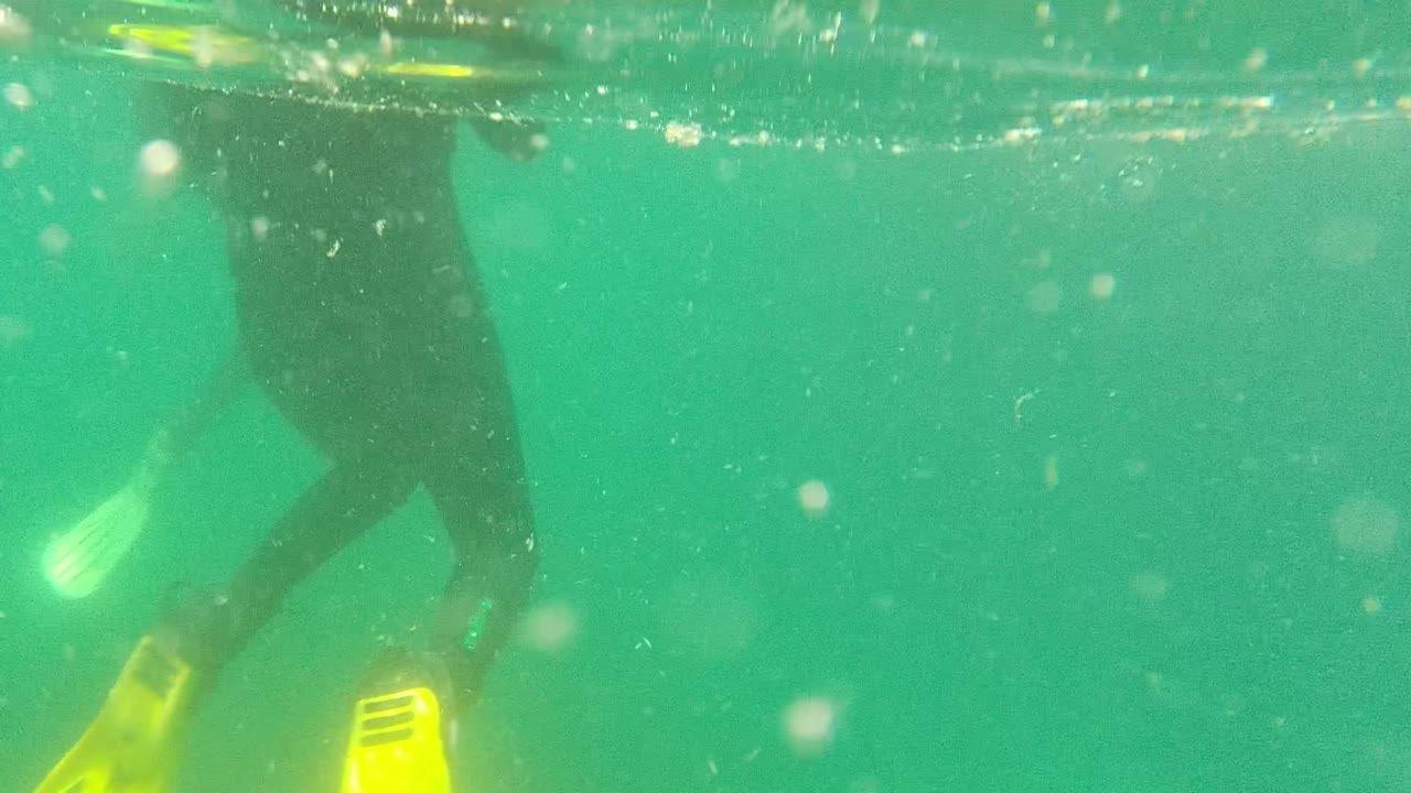 At 0:00 in Cabo Pulmo, Baja California Sur, partial swimmers in dark wetsuits and yellow fins move through green water near the surface, with no faces visible.