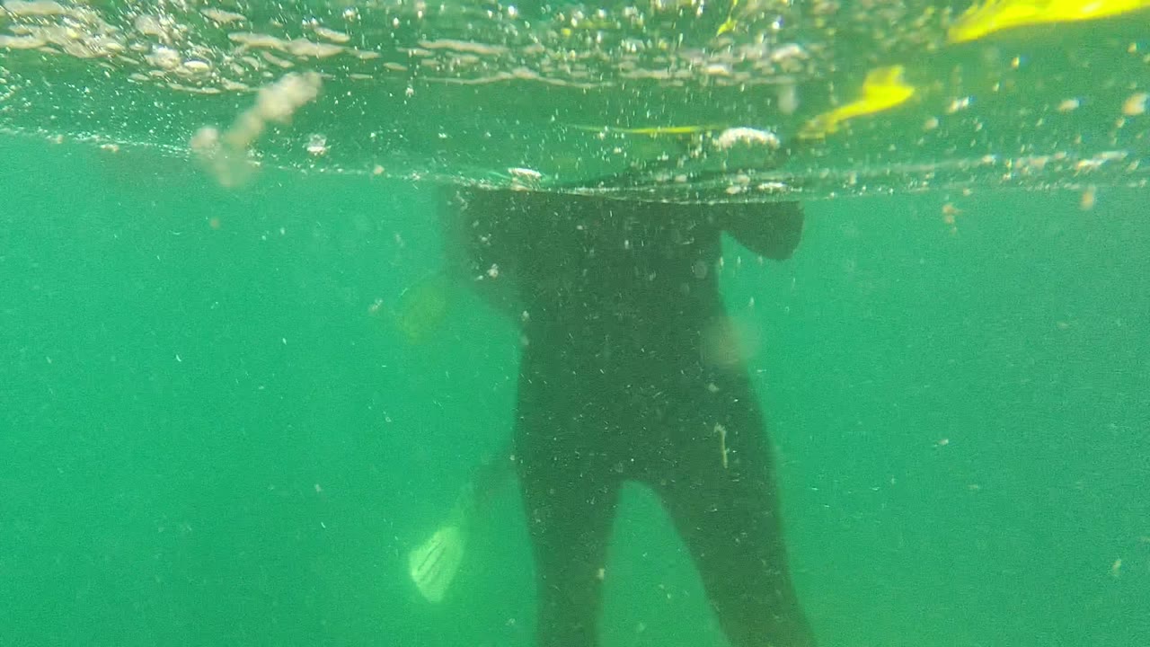 Yellow fin and swimmer legs suspended in green underwater visibility.
