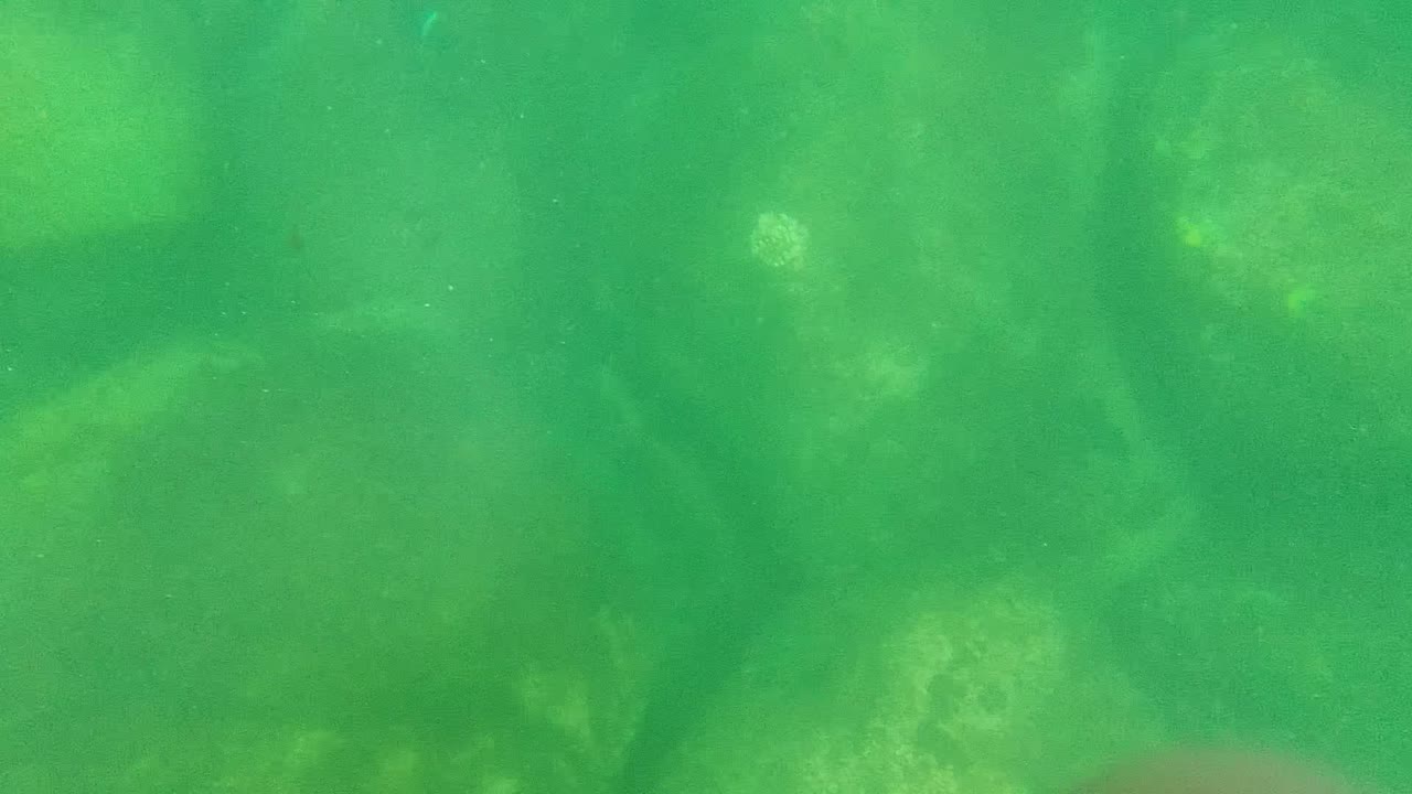 Green-tinged underwater view in Cabo Pulmo, Baja California Sur, with rounded rocks visible through suspended particles and no visible people.