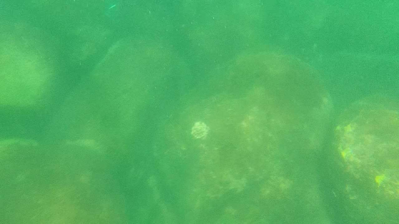 Mid-clip Cabo Pulmo frame showing larger rounded rocks under green water with pale algae-toned areas and no visible people.