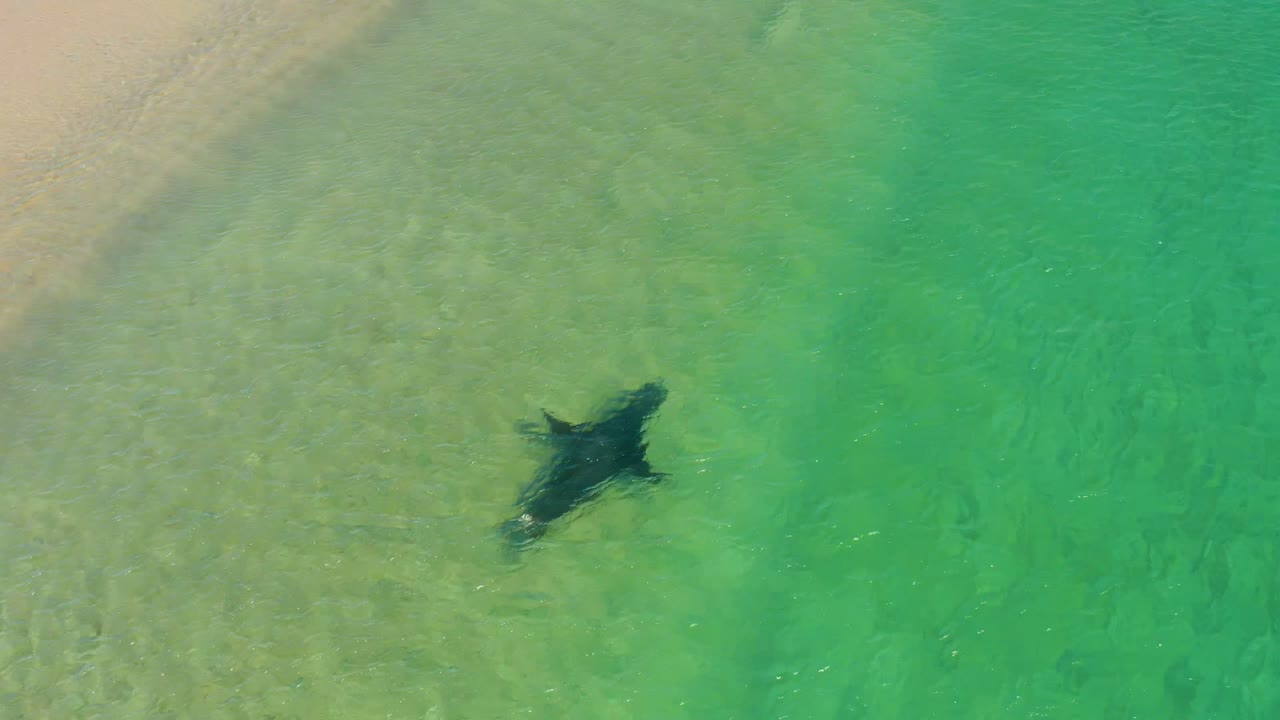Overhead view of a dark manta ray in shallow turquoise water over a sandy bottom at Los Frailes Los Cabos, Mexico, with no visible people.