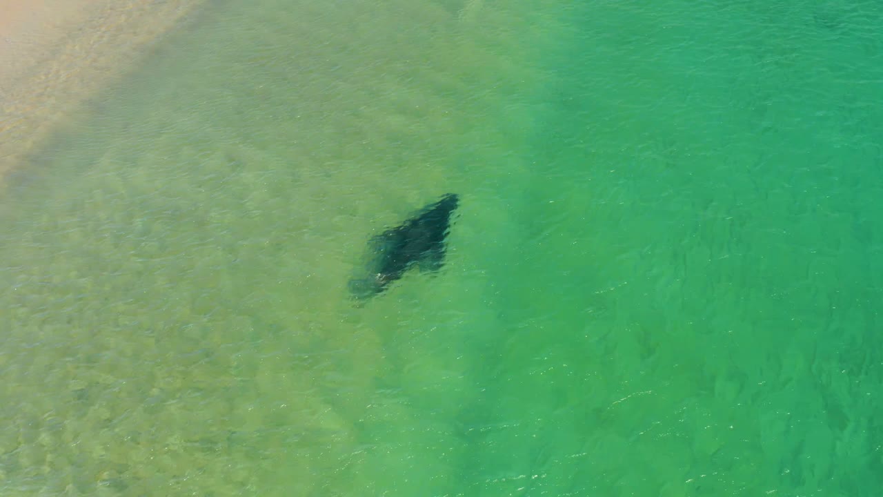 Manta ray moving through clear green-blue shallows