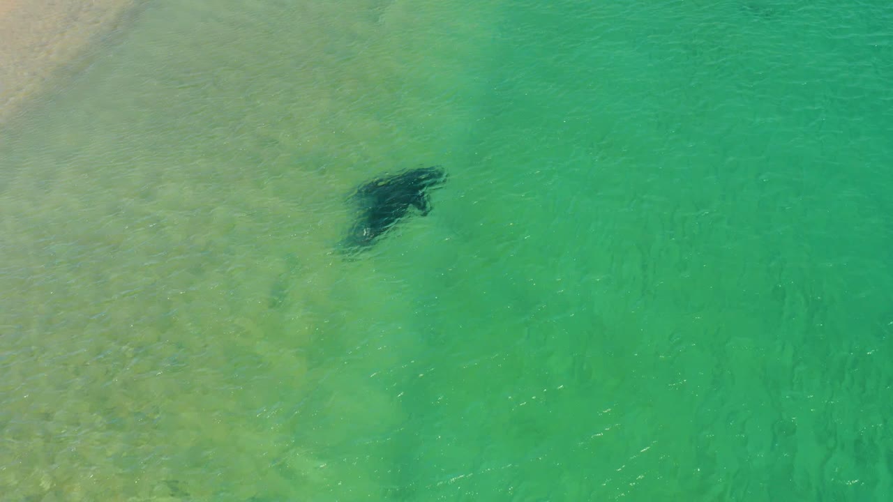 The manta ray is seen from above near a lighter sandy patch in turquoise coastal water at Los Frailes Los Cabos, Mexico, with no visible people.