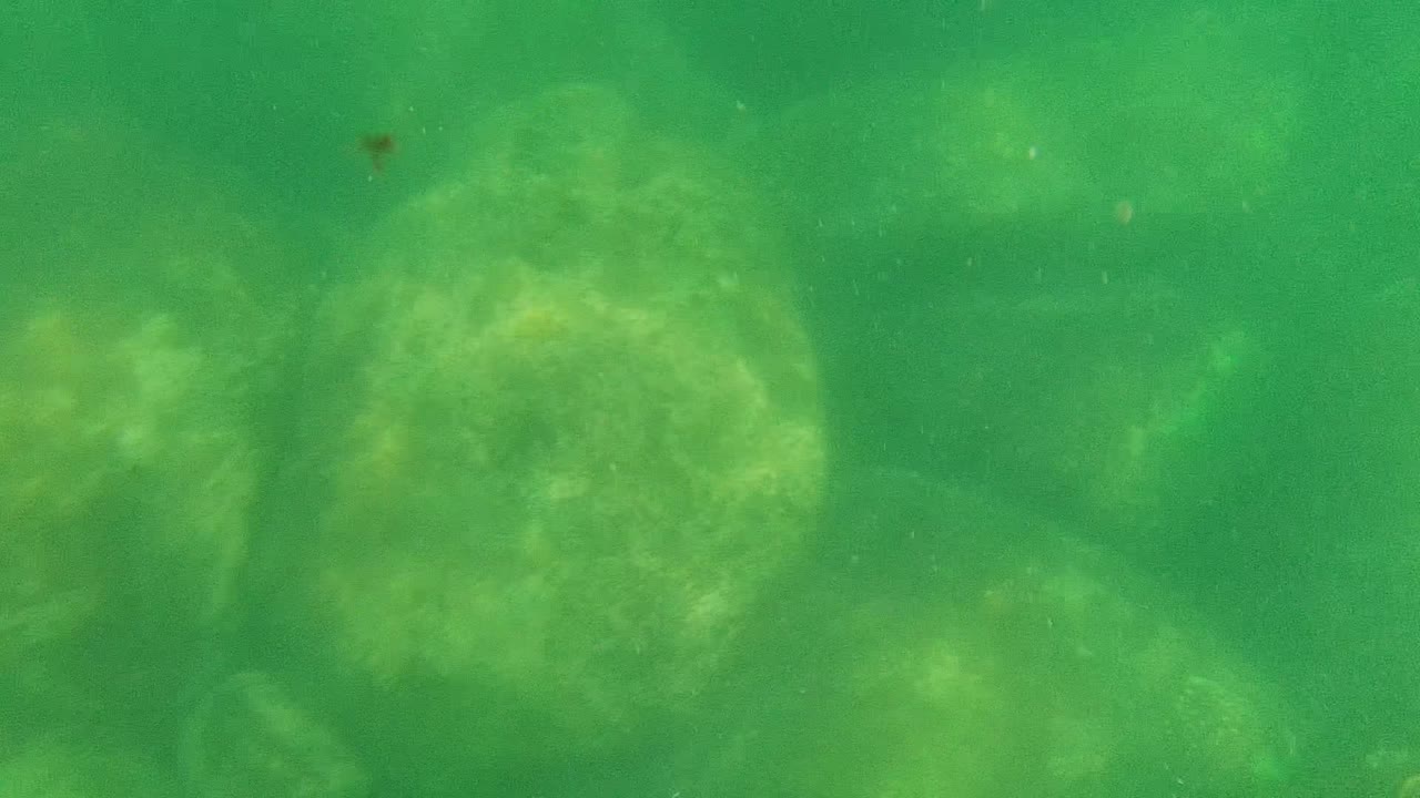 Submerged rocks seen through green water.