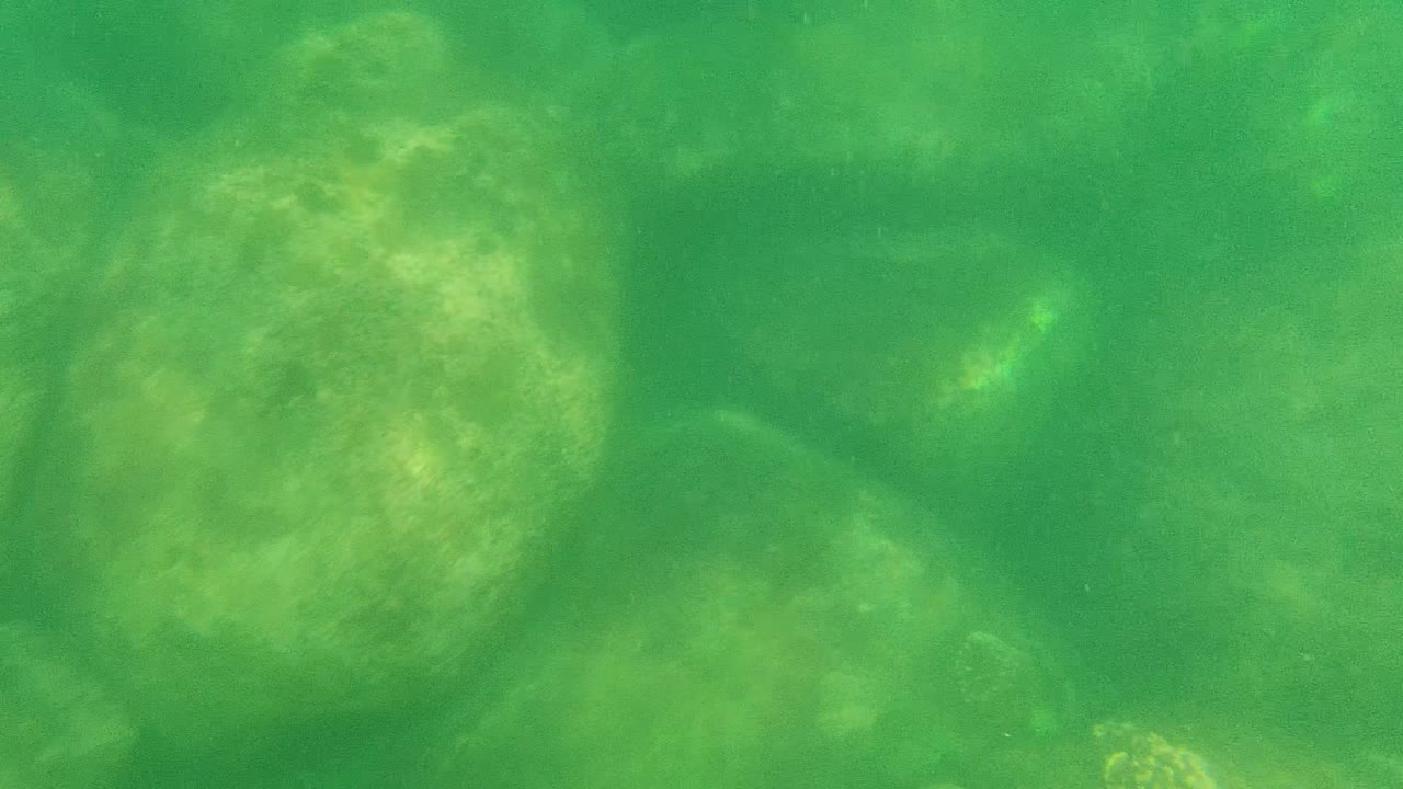 A larger pale algae-covered rock sits near the center of the underwater frame in Cabo Pulmo, Baja California Sur, Mexico, with no visible people.