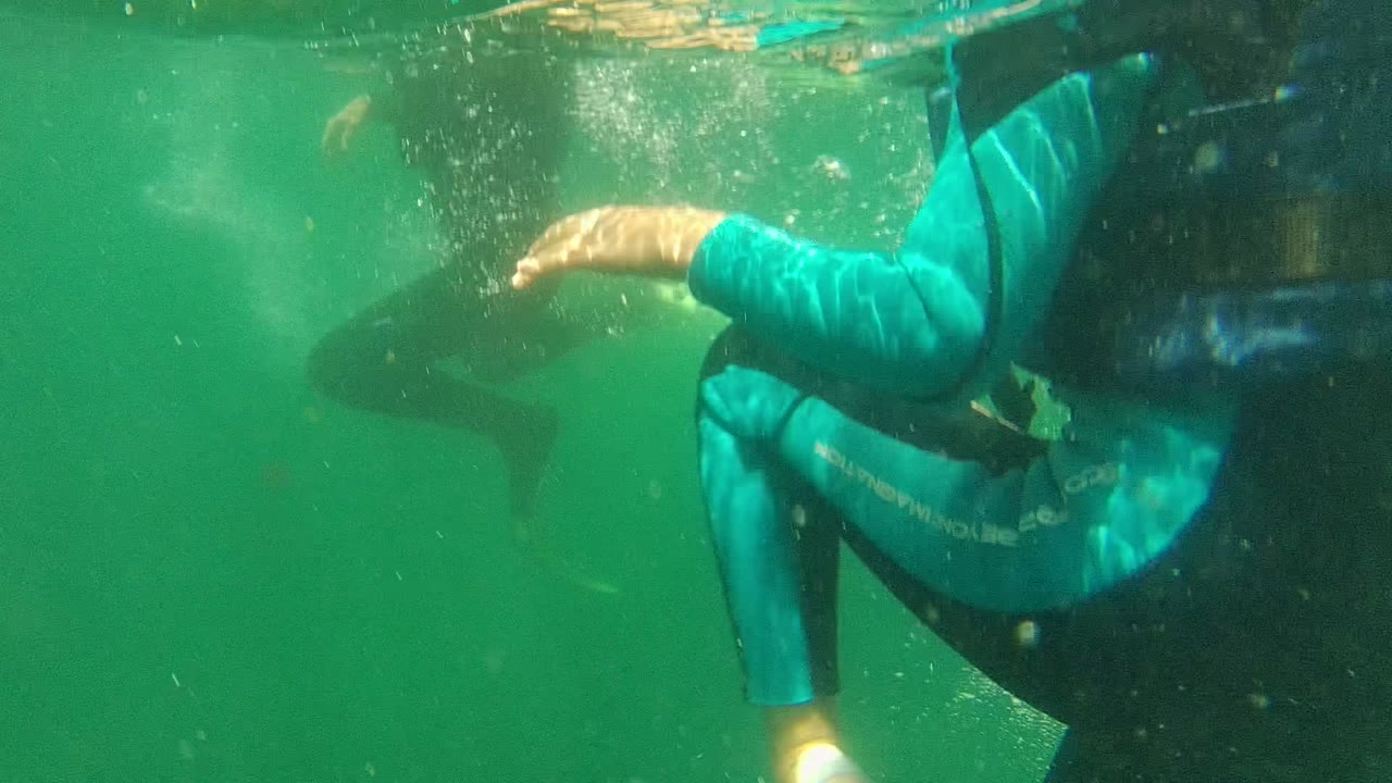 At 0:00 in Cabo Pulmo, Baja California Sur, cropped scuba divers in blue wetsuits move through green water with bubbles rising and a yellow fin visible near the left edge.