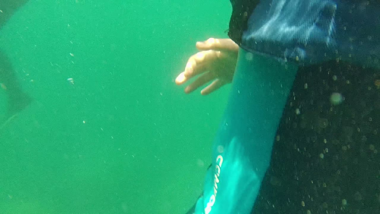 At 0:01 in Cabo Pulmo, the swimmer's blue wetsuit sleeve, black torso panel, and bare hand are close to camera in green water with small bubbles and particles.