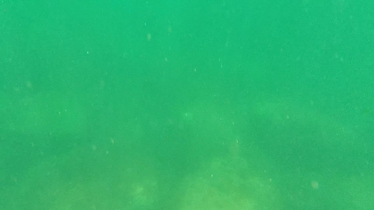 Green underwater frame from Cabo Pulmo with suspended particles across the water column, faint rocky bottom shapes, and no visible people.