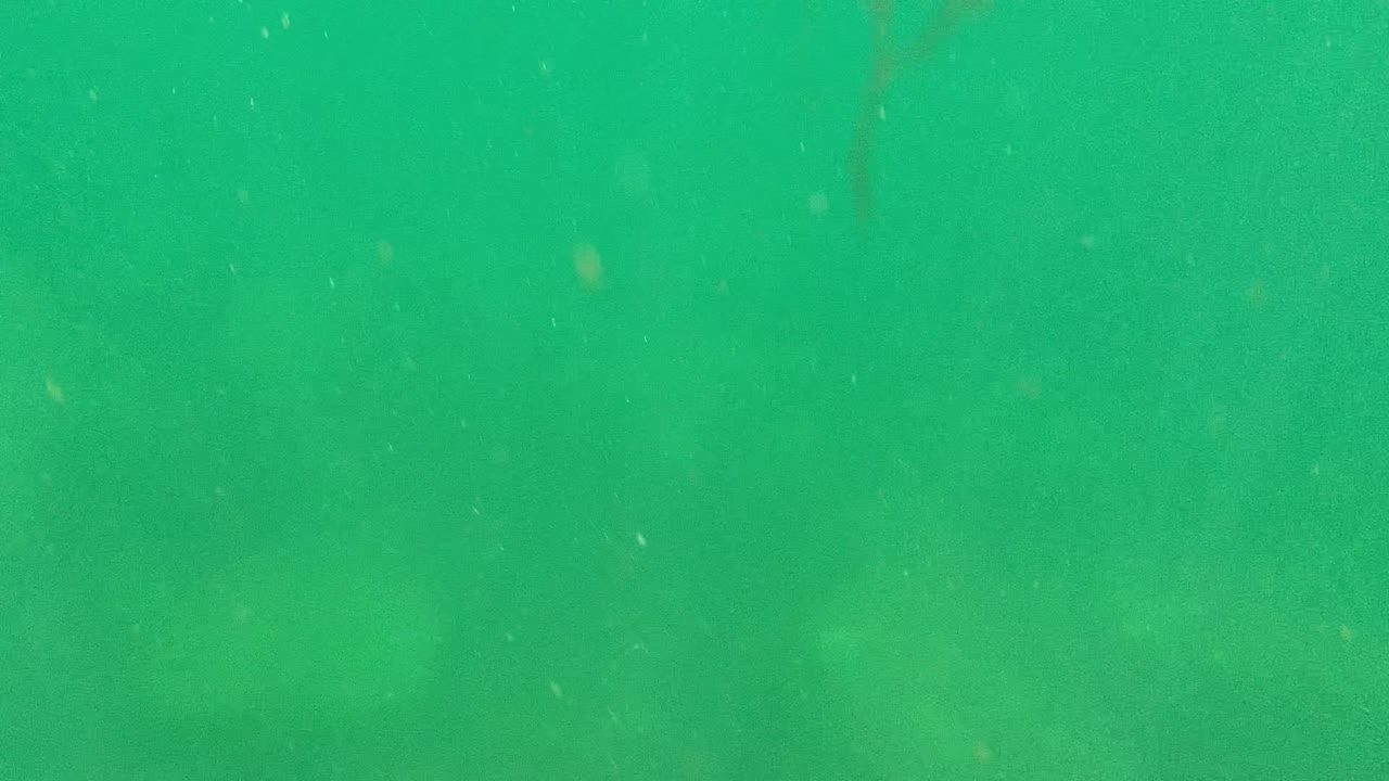 Green water with particles and barely visible submerged rocks.